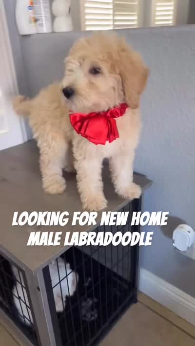 Cookies, a male Australian Labradoodle for sale in Delano, CA – 2 of 2