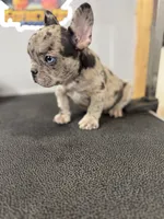 Merle Female , a female French Bulldog for sale in Delano, CA – 1 of 3
