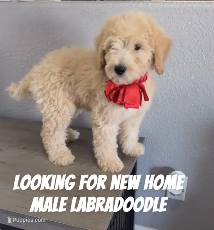Cookies – Australian Labradoodle puppy for sale in Delano, CA