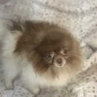 Santi, a male Pomeranian for sale in Denver, CO – Photo 1 of 2