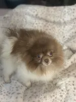 Santi, a  Pomeranian for sale in Denver, CO – Photo 1 of 2