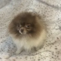 Santi, a male Pomeranian for sale in Denver, CO – Photo 2 of 2