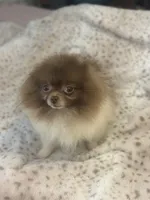 Santi, a  Pomeranian for sale in Denver, CO – Photo 2 of 2