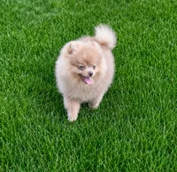 Thumper, a male Pomeranian for sale in Denver, CO – 4 of 5