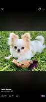 Perfect purse puppy Posey AKC, a female Chihuahua for sale in Denver, CO – 7 of 8