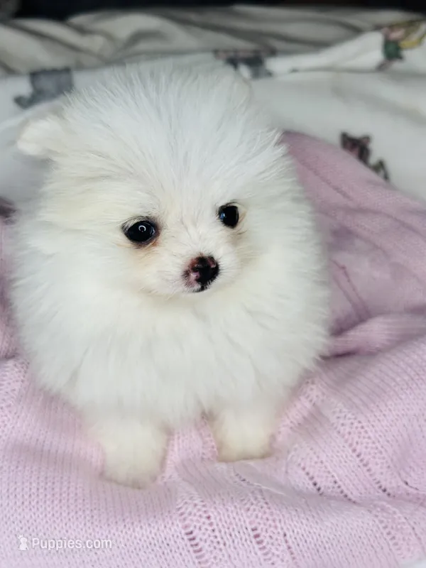 AKC BABY GIRL – Pomeranian puppy for sale in Denver, CO