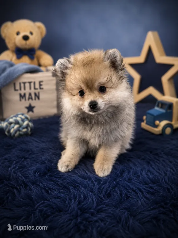 Sarper – Pomeranian puppy for sale in Denver, CO