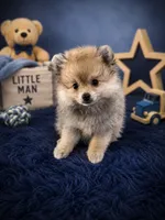 Sarper, a male Pomeranian for sale in Denver, CO – 1 of 1