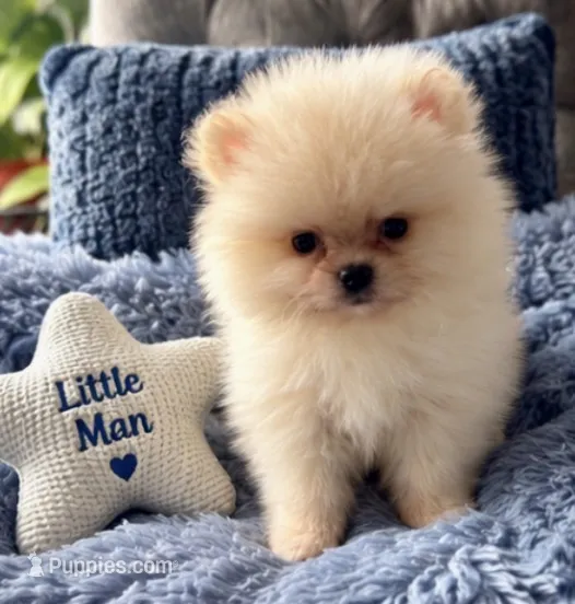 Little man  – Pomeranian puppy for sale in Denver, CO