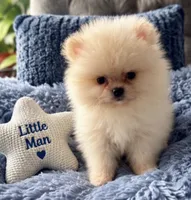 Little man , a male Pomeranian for sale in Denver, CO – 1 of 2