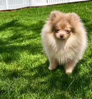 Thumper akc, a male Pomeranian for sale in Denver, CO – 6 of 7