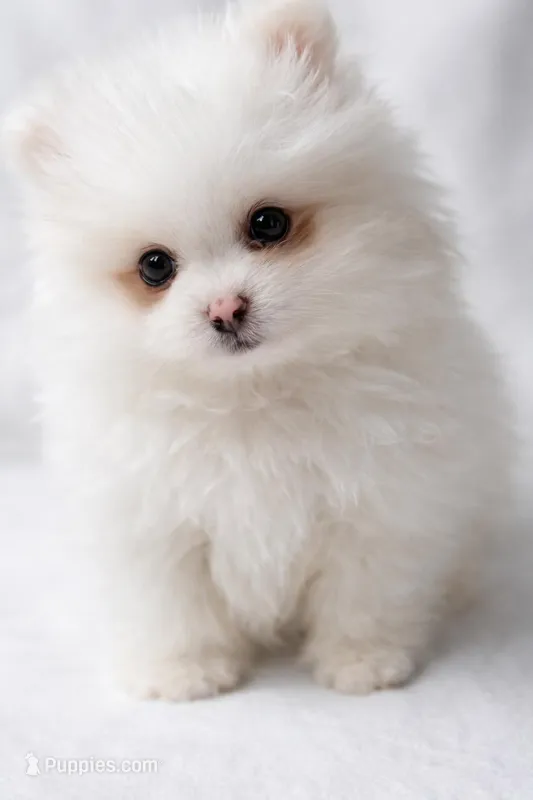 AKC Sleepy – Pomeranian puppy for sale in Denver, CO