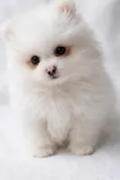 AKC Sleepy, a male Pomeranian for sale in Denver, CO – Photo 1 of 3