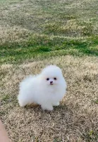 AKC Sleepy, a male Pomeranian for sale in Denver, CO – Photo 3 of 3