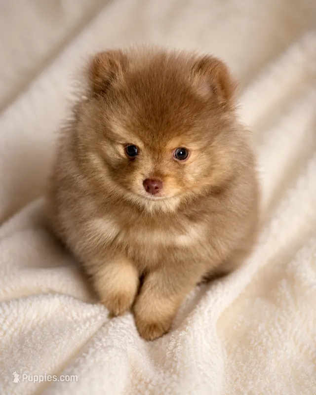 Thumper – Pomeranian puppy for sale in Denver, CO