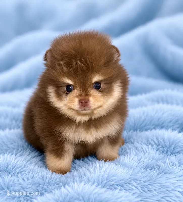 Akc Hershey kiss – Pomeranian puppy for sale in Denver, CO