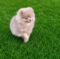 Thumper, a male Pomeranian for sale in Denver, CO – 3 of 5