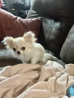 Perfect purse puppy Posey AKC, a female Chihuahua for sale in Denver, CO – 6 of 8