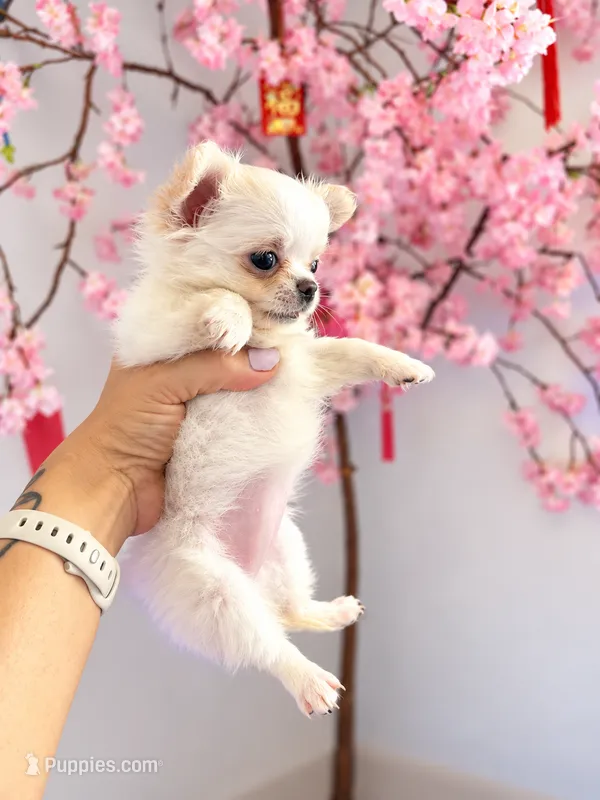 Perfect purse puppy Posey AKC – Chihuahua puppy for sale in Denver, CO
