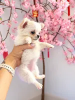 Perfect purse puppy Posey AKC, a female Chihuahua for sale in Denver, CO – 1 of 8