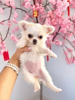 Perfect purse puppy Posey AKC, a female Chihuahua for sale in Denver, CO – 2 of 8