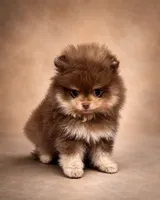 Akc Hershey kiss, a male Pomeranian for sale in Denver, CO – 2 of 2