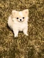 Perfect purse puppy Posey AKC, a female Chihuahua for sale in Denver, CO – 5 of 8