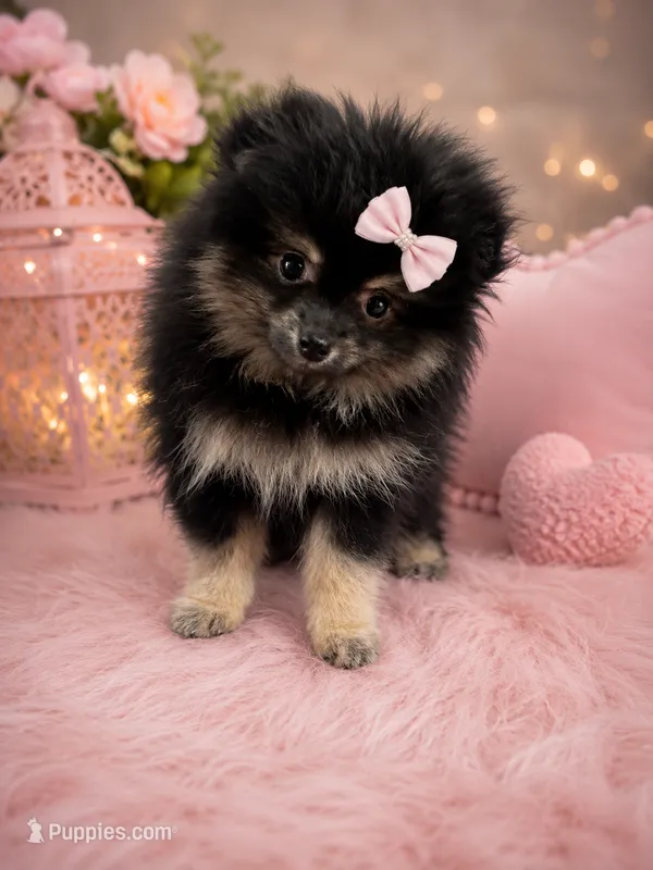Prada 🎀perfect purse puppy👛 – Pomeranian puppy for sale in Denver, CO
