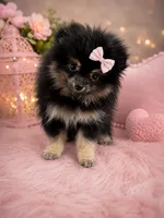 Prada 🎀perfect purse puppy👛, a female Pomeranian for sale in Denver, CO – 1 of 1