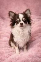 Perfect purse puppy Posey AKC, a female Chihuahua for sale in Denver, CO – 8 of 8