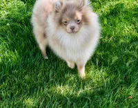 Thumper akc, a male Pomeranian for sale in Denver, CO – 7 of 7