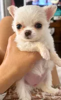 Perfect purse puppy Posey AKC, a female Chihuahua for sale in Denver, CO – 4 of 8