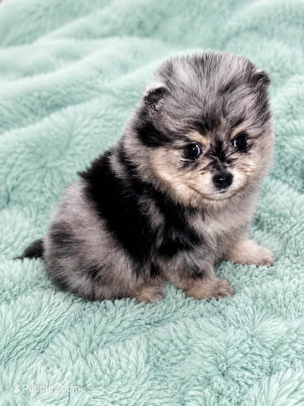 Akc baby Huey – Pomeranian puppy for sale in Denver, CO