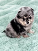 Akc baby Huey, a male Pomeranian for sale in Denver, CO – 1 of 1