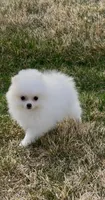 Akc Baby girl, a female Pomeranian for sale in Denver, CO – Photo 4 of 5