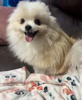 Akc Baby girl, a female Pomeranian for sale in Denver, CO – Photo 3 of 5