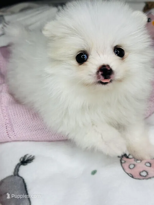 Akc Baby girl – Pomeranian puppy for sale in Denver, CO
