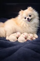 Akc Baby girl, a female Pomeranian for sale in Denver, CO – Photo 2 of 5