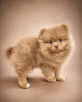 Thumper, a male Pomeranian for sale in Denver, CO – 2 of 5