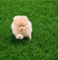 Thumper, a male Pomeranian for sale in Denver, CO – 5 of 5