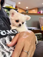 Perfect purse puppy Posey AKC, a female Chihuahua for sale in Denver, CO – 3 of 8