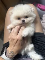 Little man , a male Pomeranian for sale in Denver, CO – 2 of 2