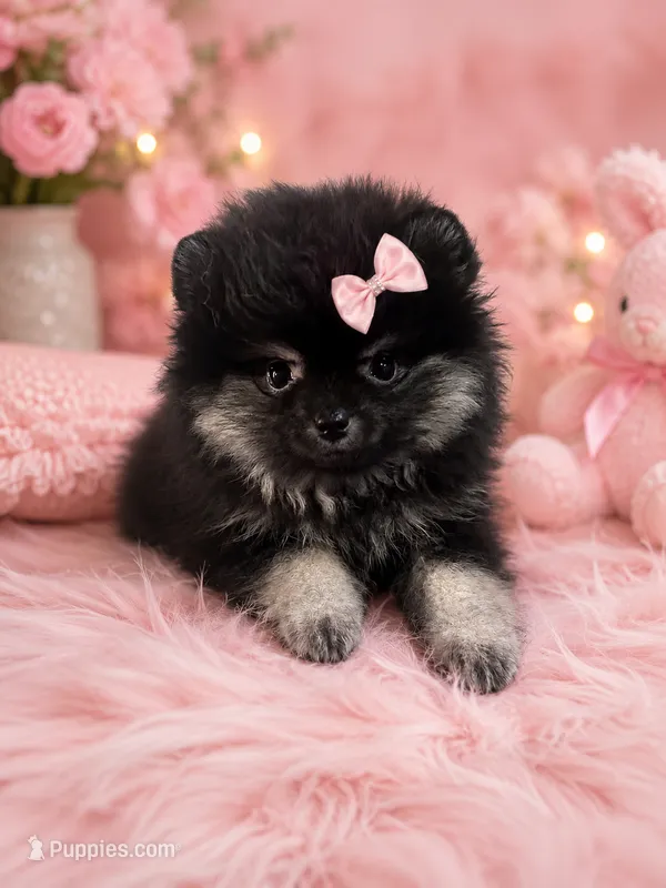 Princess perfect purse puppy – Pomeranian puppy for sale in Denver, CO