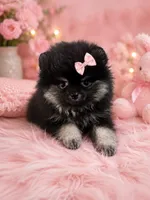 Princess perfect purse puppy, a female Pomeranian for sale in Denver, CO – 1 of 1
