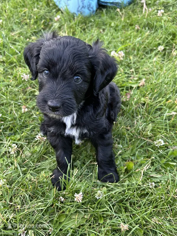 Bruce – Miniature Aussiedoodle puppy for sale in Post Falls, ID