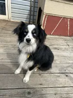 Harvy, a male Miniature Aussiedoodle for sale in Post Falls, ID – 6 of 7