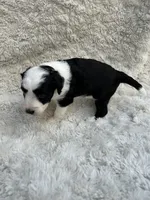 Rachel, a female Miniature Aussiedoodle for sale in Post Falls, ID – 6 of 9