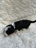 Alfred, a male Miniature Aussiedoodle for sale in Post Falls, ID – 4 of 10