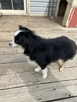 Alfred, a male Miniature Aussiedoodle for sale in Post Falls, ID – 9 of 10