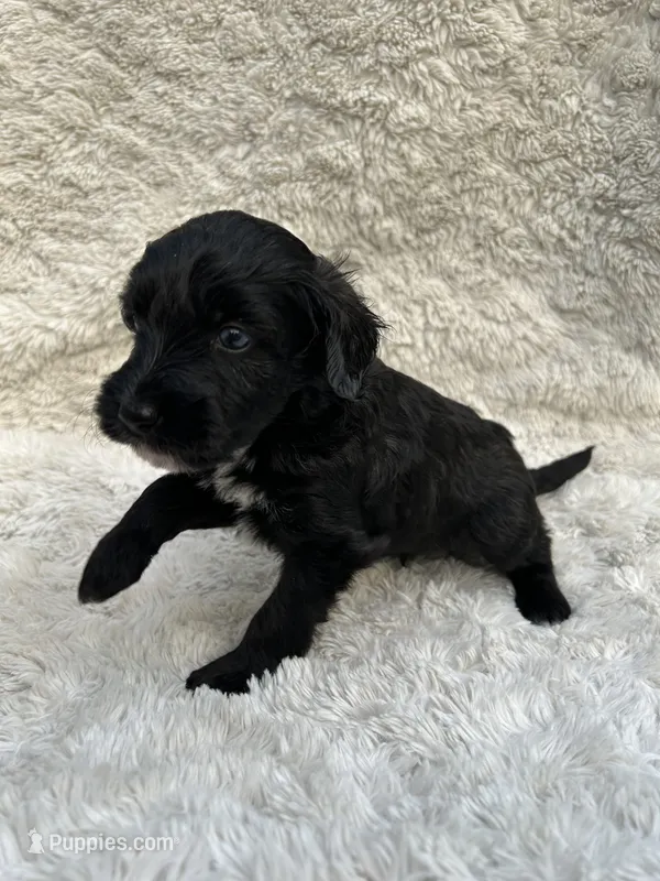 Bruce – Miniature Aussiedoodle puppy for sale in Post Falls, ID